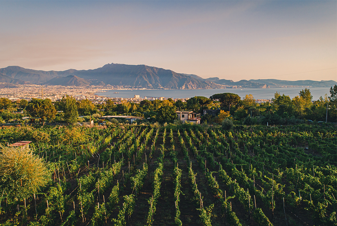 Festa della Vendemmia a Vigna delle Rose: tradizione, musica e buon vino ai piedi del Vesuvio