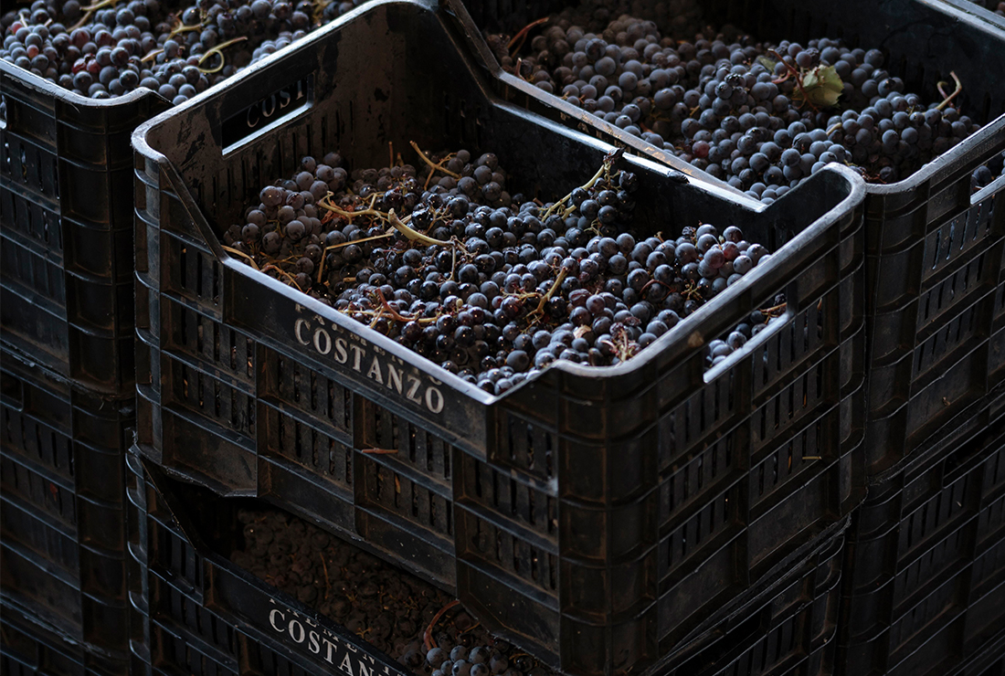 La vendemmia 2025 sull’Etna, nel racconto di Palmento Costanzo