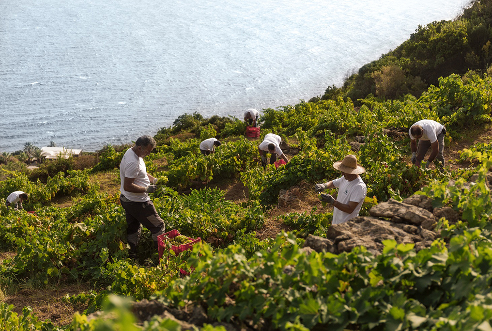 Wine News