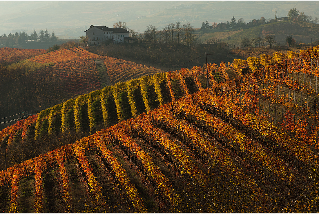 Appuntamento ad Alba per vini e tartufi